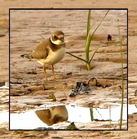 photo "Evening on the beach-2 (Ringed Plover)" tags: misc., 