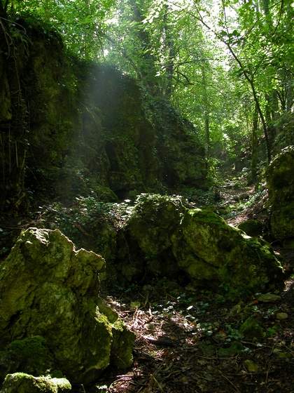 photo "light" tags: landscape, forest, summer