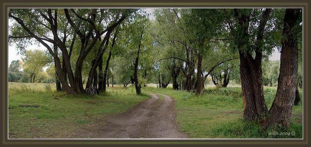 photo "Grove" tags: landscape, forest