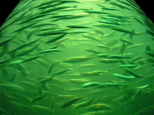 photo "greenfish" tags: underwater, 