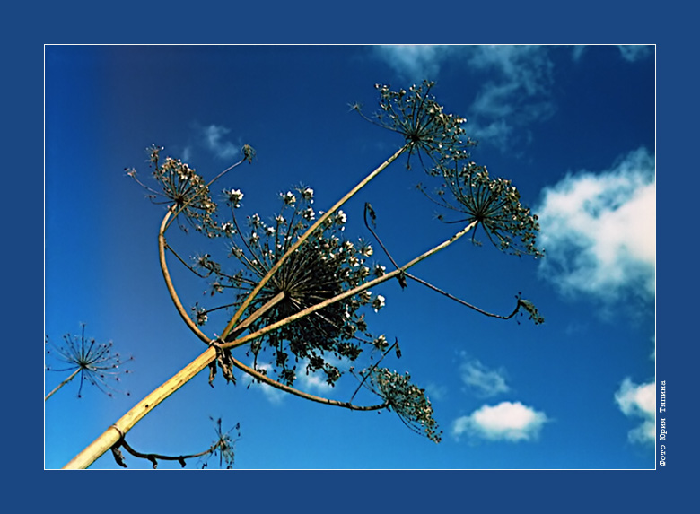 photo "In the Blue Skies" tags: nature, flowers