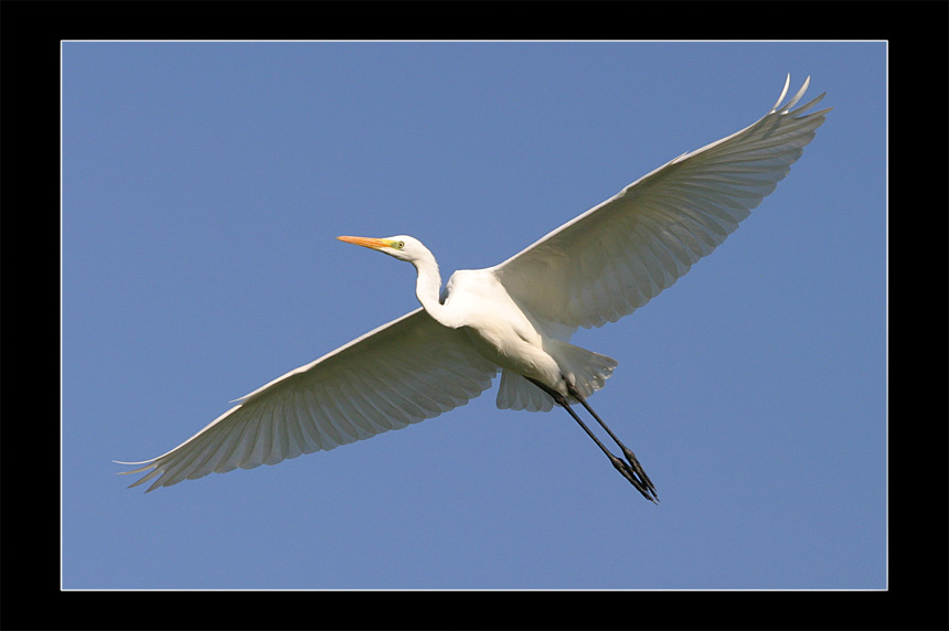 photo "Serial Killer - Great Egret - Egretta alba" tags: nature, wild animals