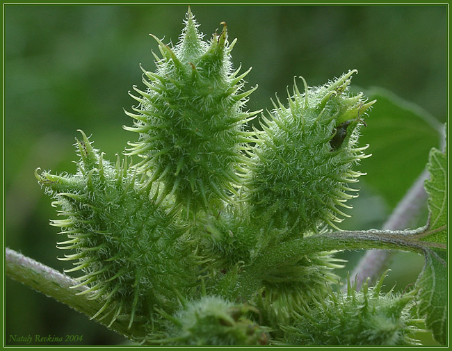 photo "Green and prickly" tags: nature, macro and close-up, flowers