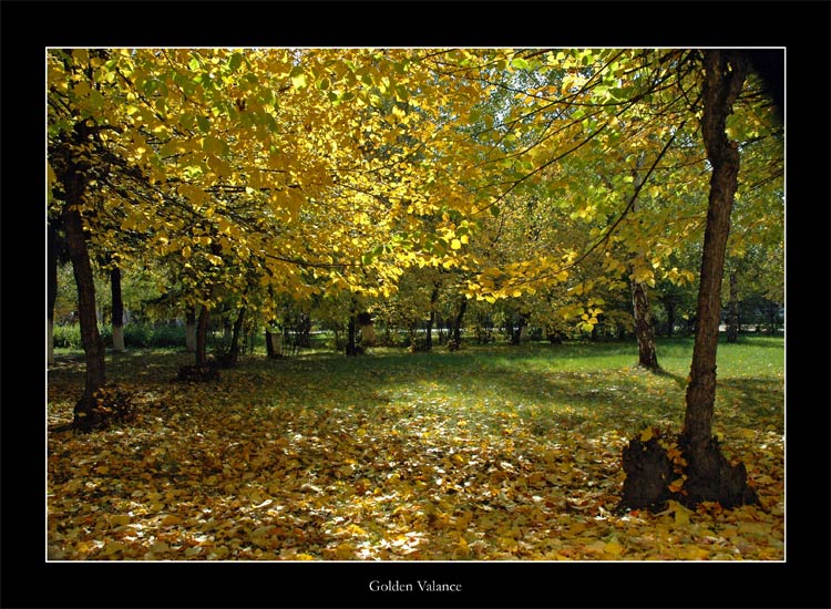 фото "Golden Valance" метки: разное, пейзаж, осень