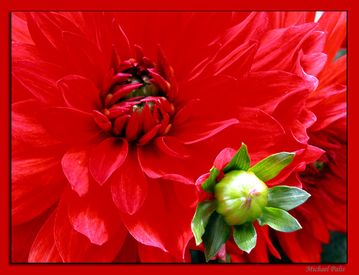 photo "My new baby is born!" tags: macro and close-up, nature, flowers