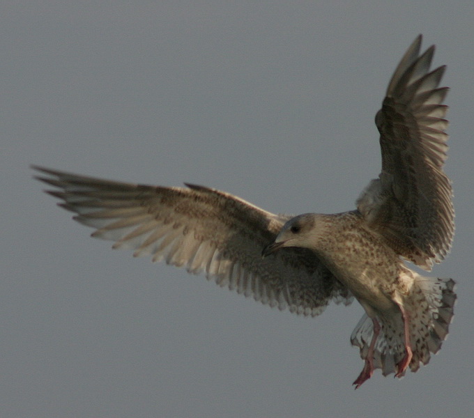 photo "Flight of the Sea gull" tags: nature, wild animals