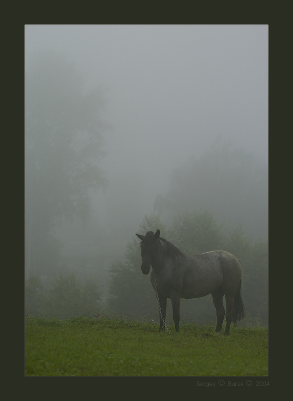 photo "Horse in a fog" tags: landscape, nature, pets/farm animals