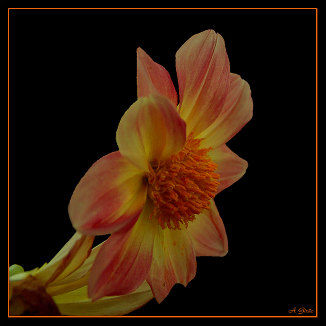 photo "Sunbeam" tags: nature, macro and close-up, flowers