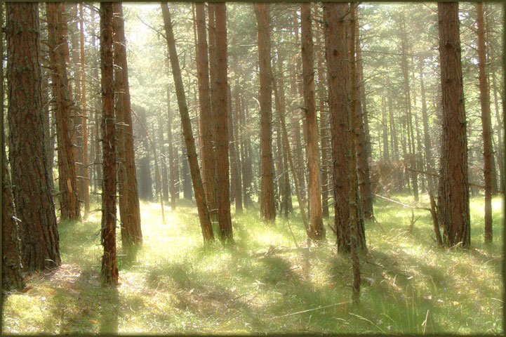 photo "Walking..." tags: landscape, forest, summer