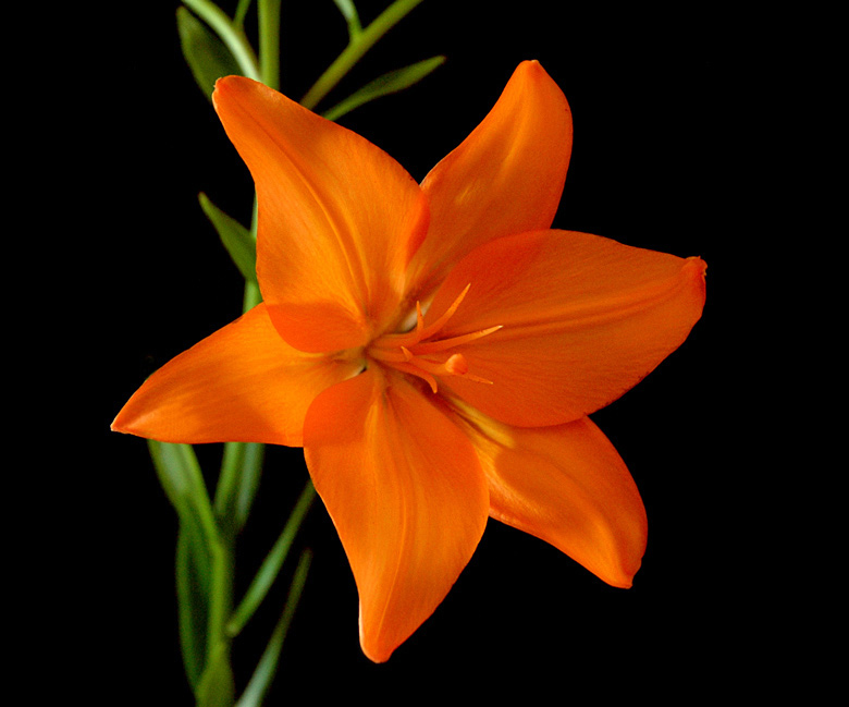 photo "Lily" tags: nature, flowers