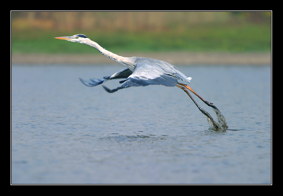 photo "Serial Killer - Grey Heron - Ardea cinerea" tags: nature, genre, wild animals