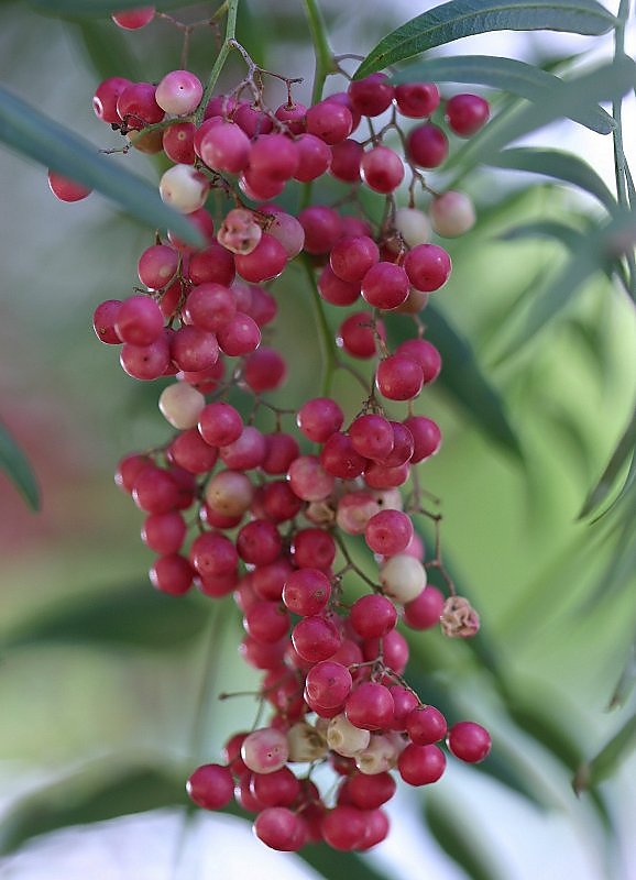 photo "Red pearls" tags: nature, flowers