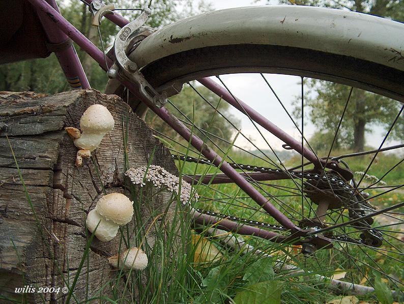 photo "Landscape with mushrooms and bicycle" tags: nature, 