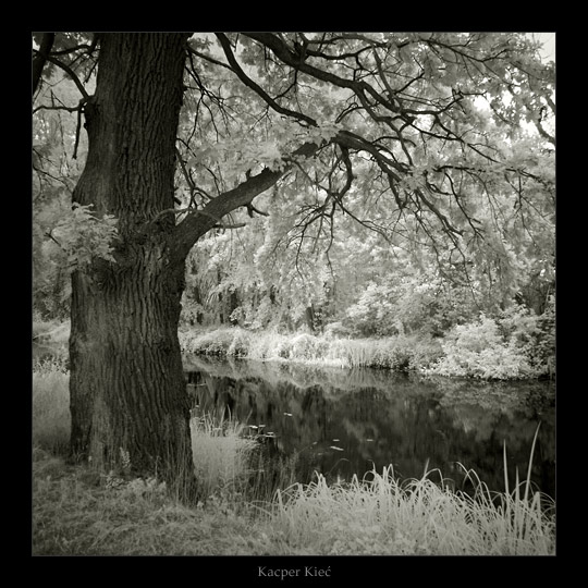 photo "iR dreams" tags: landscape, black&white, forest
