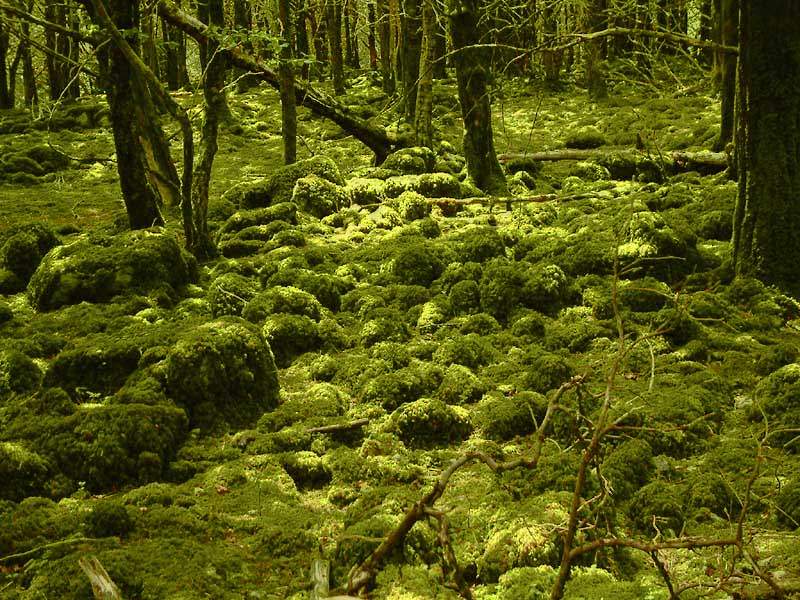 photo "The moss" tags: landscape, forest