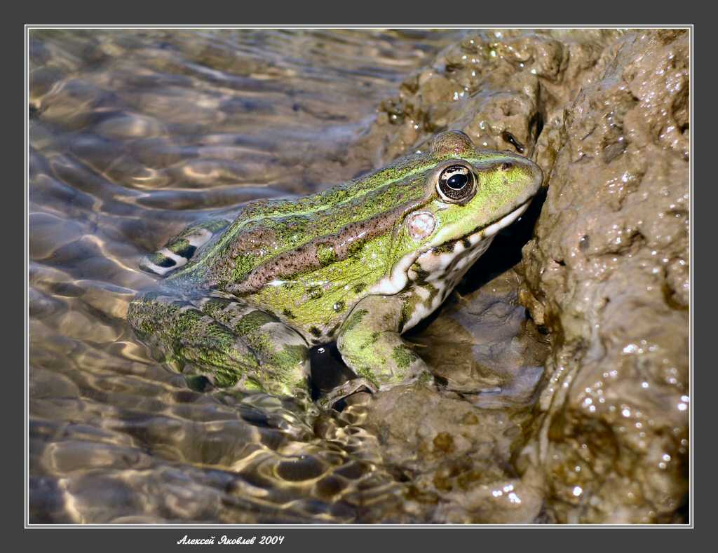 photo "Akhtuba. A simple-frog" tags: nature, macro and close-up, wild animals