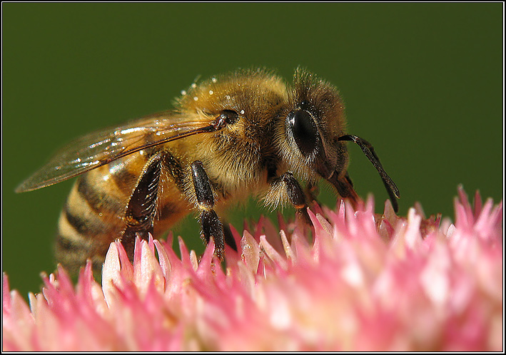 photo "on work..." tags: macro and close-up, nature, insect