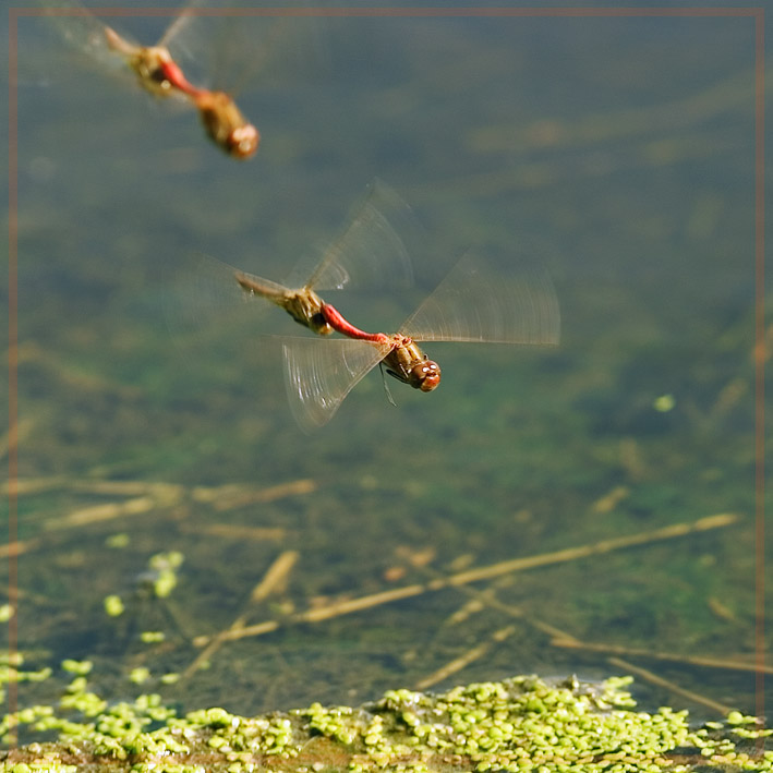 photo "Airshow. In air flight group " Dragonfly "" tags: nature, macro and close-up, insect