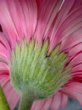 photo "le petit fleur" tags: nature, macro and close-up, flowers