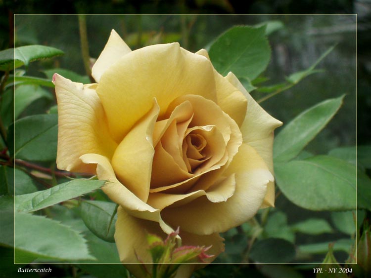 photo "Butterscotch rose" tags: nature, macro and close-up, flowers