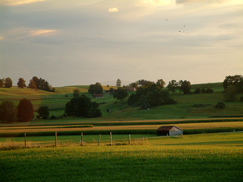 photo "The evening light" tags: landscape, summer