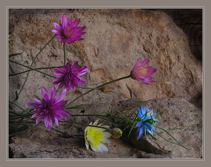 photo "The flowers on the stone" tags: nature, still life, flowers