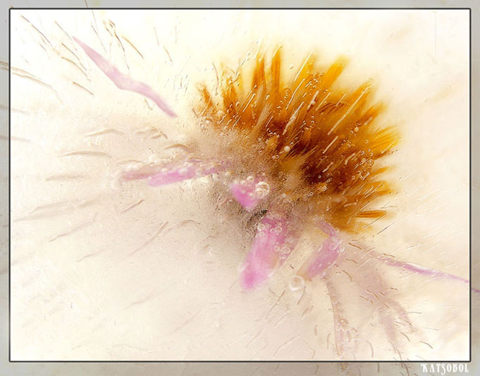 photo "Ice and flower" tags: macro and close-up, nature, flowers