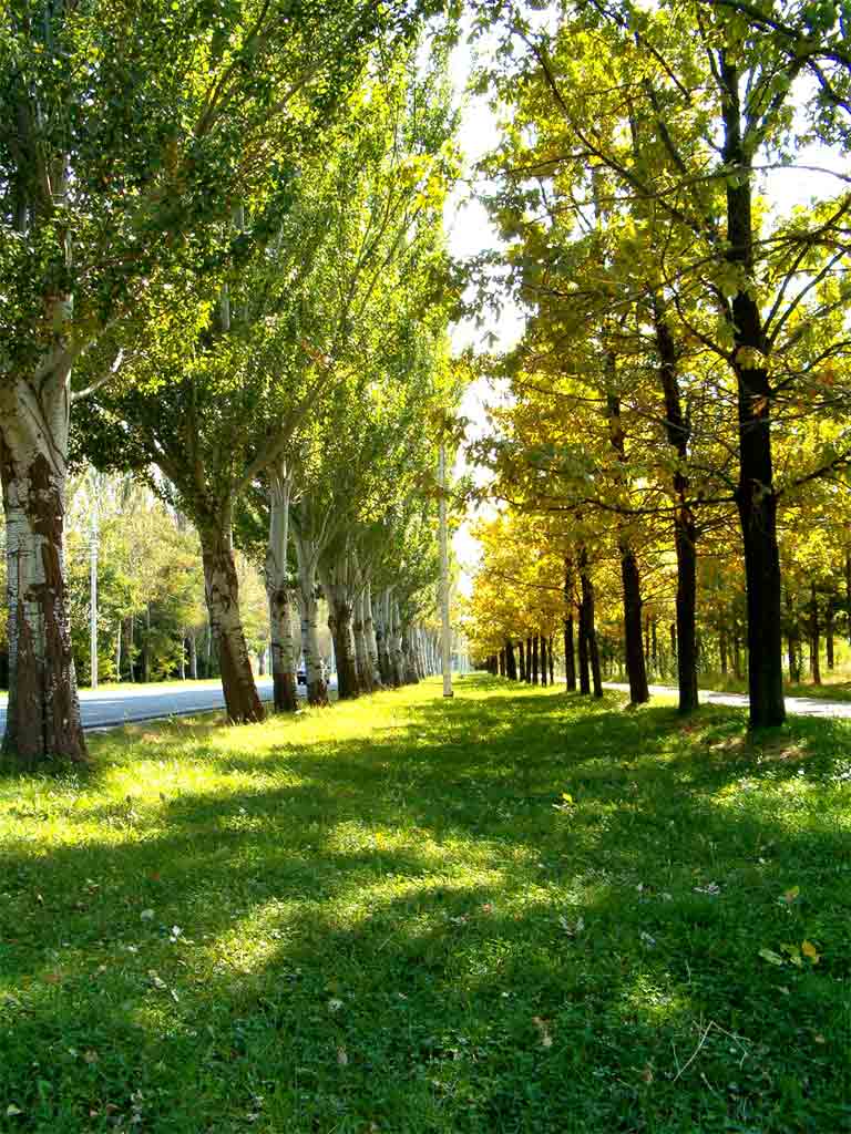 photo "Autumn change Summer" tags: landscape, forest