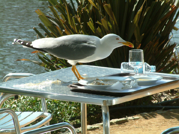 photo "Sea-gull Banquet" tags: humor, 