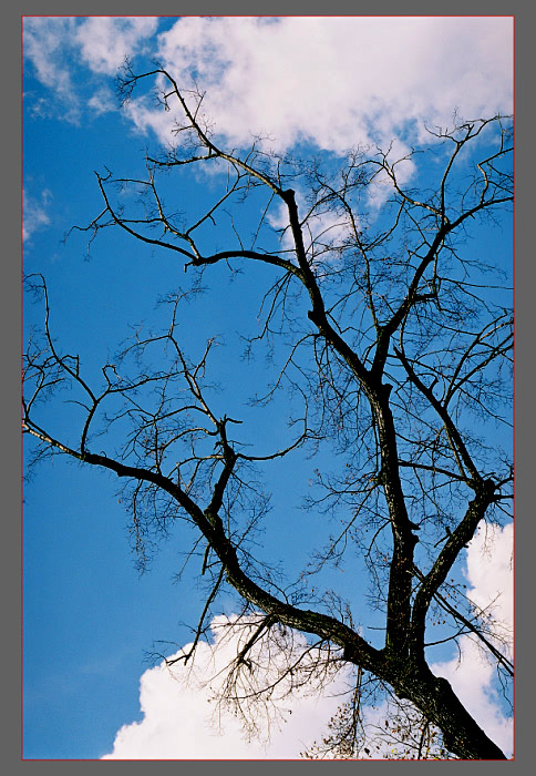 photo "DRY TREE" tags: nature, landscape, clouds, flowers