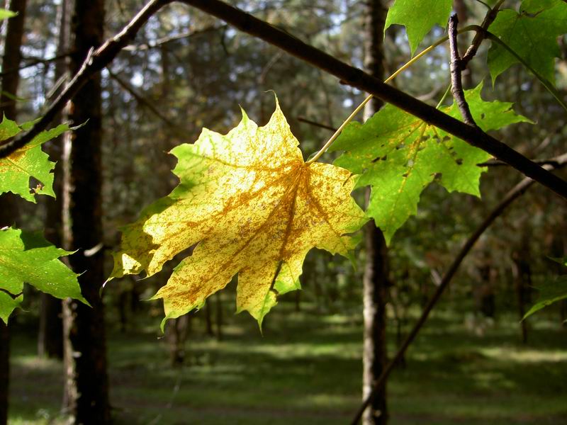 фото "Осень в лесу" метки: пейзаж, природа, осень, цветы