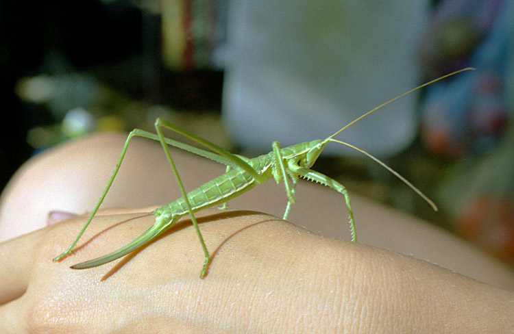 photo "Sudden guest" tags: nature, macro and close-up, insect
