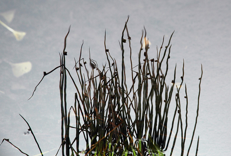 photo "Grass Reflections" tags: nature, flowers