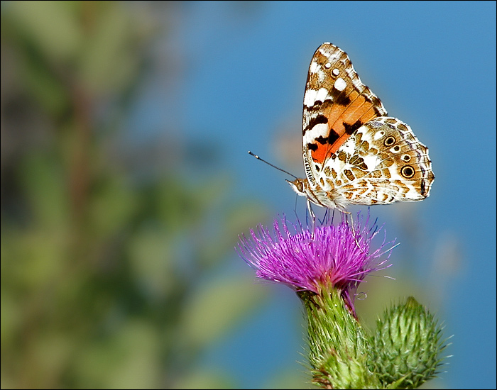 photo "On a meadow" tags: nature, macro and close-up, insect