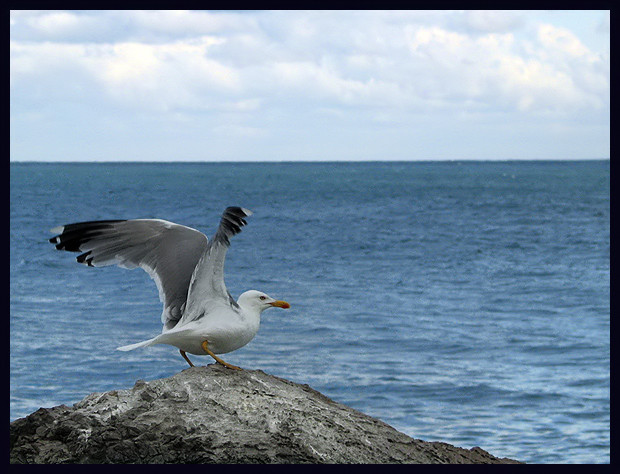 photo "Gull" tags: nature, landscape, water, wild animals