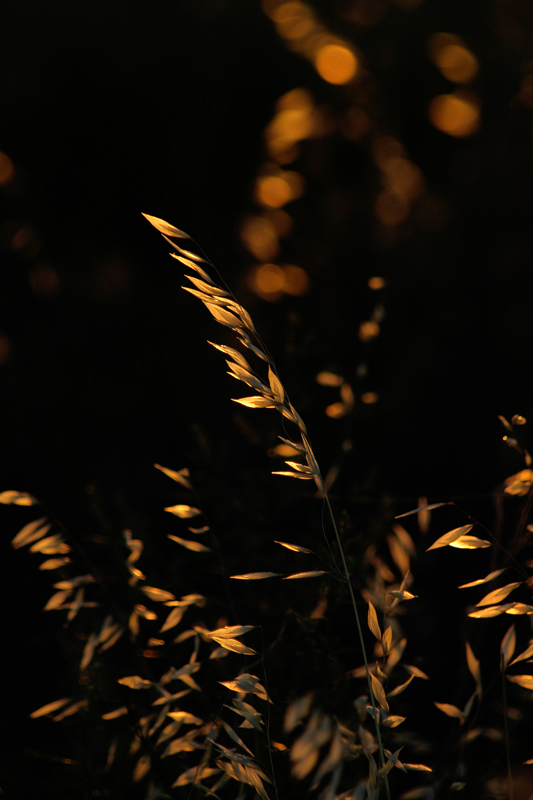 фото "plant in the sun set" метки: пейзаж, природа, закат, цветы