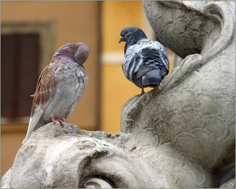 photo "Where have you been this hight??" tags: nature, genre, wild animals