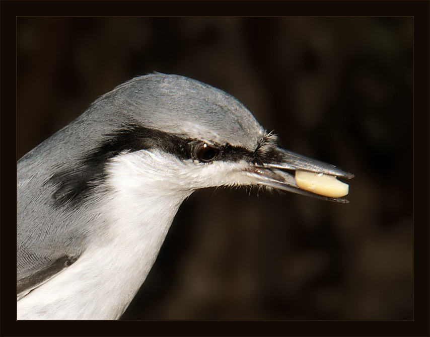 photo "Portrait. (Sitta europaea)" tags: nature, portrait, wild animals