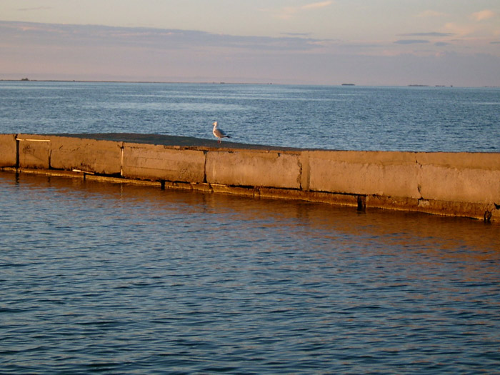 photo "Lonely gull" tags: nature, landscape, water