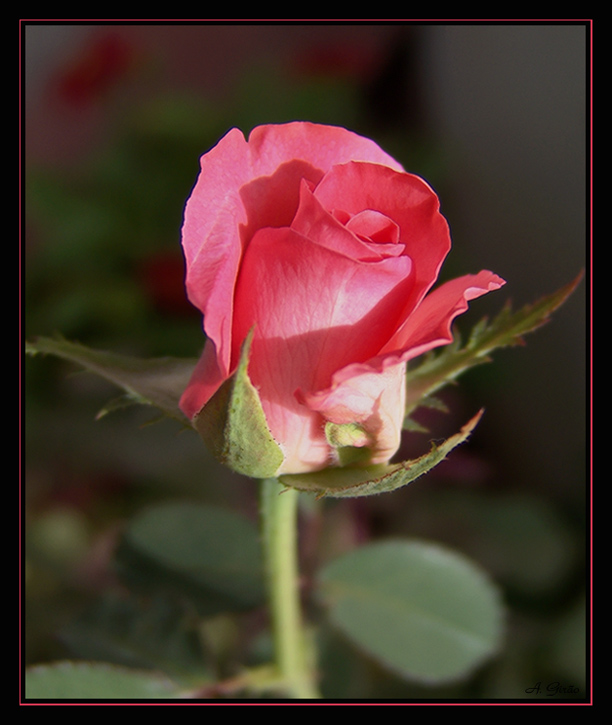 photo "Rosebud" tags: nature, macro and close-up, flowers