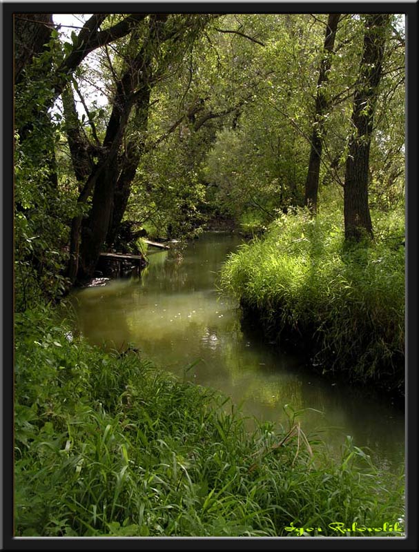 photo "Wood small river" tags: landscape, forest