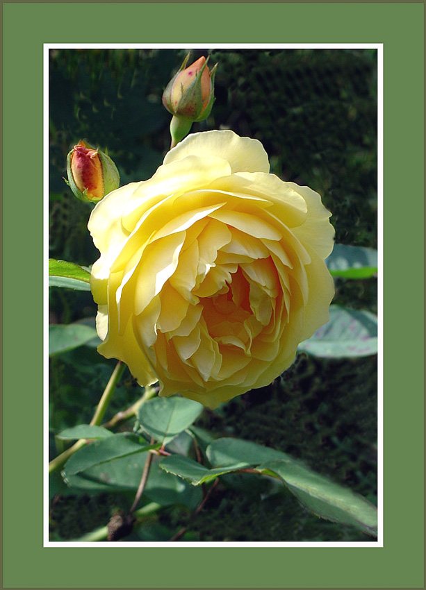 photo "Yellow Austinrose in autumn." tags: nature, flowers