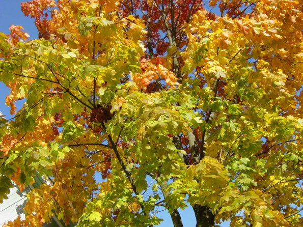 photo "Natural traffic light" tags: landscape, autumn