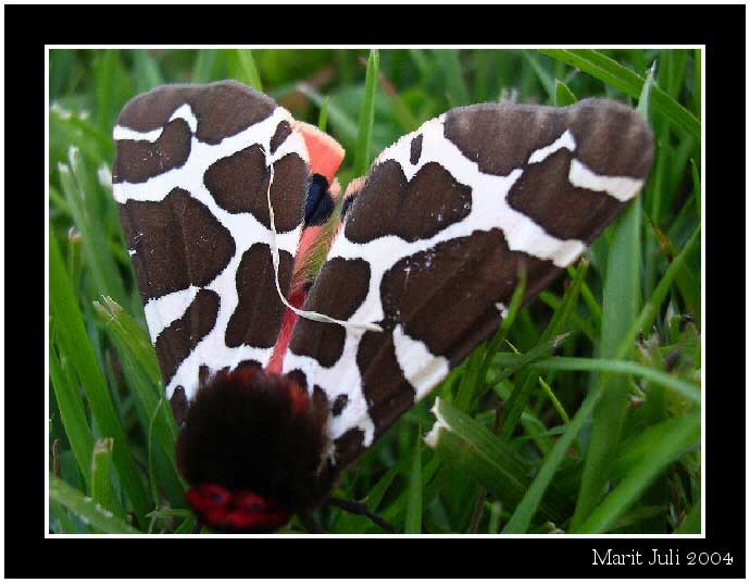 photo "I lost the mouth :-)" tags: macro and close-up, nature, insect