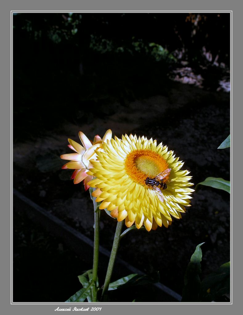 фото "Лучик" метки: природа, насекомое, цветы