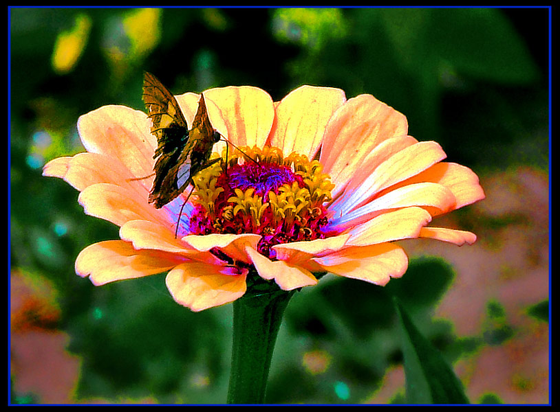 фото "Floral Feeder" метки: природа, насекомое, цветы