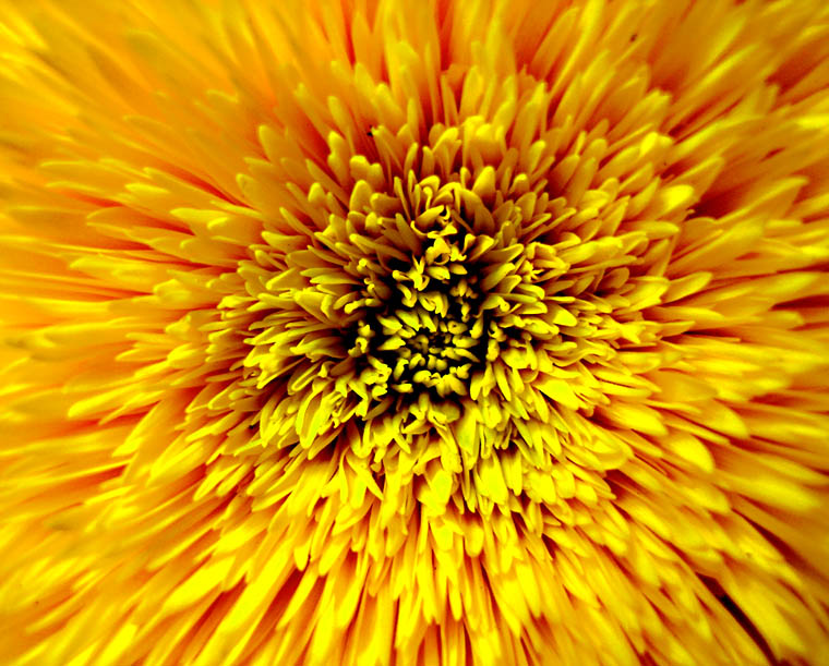 photo "Sunflower" tags: macro and close-up, nature, flowers