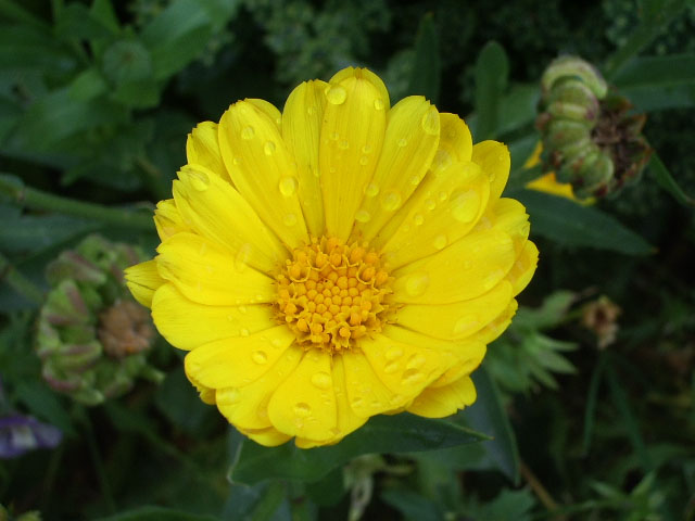 photo "Calendula" tags: nature, macro and close-up, flowers