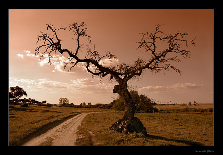 фото "Tree in the way" метки: пейзаж, жанр, лето