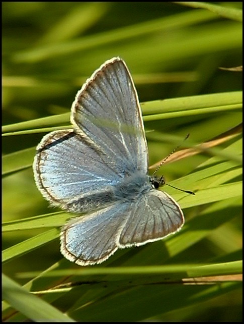 photo "Blue butterfly" tags: misc., 
